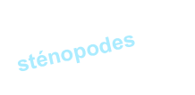 sténopodes